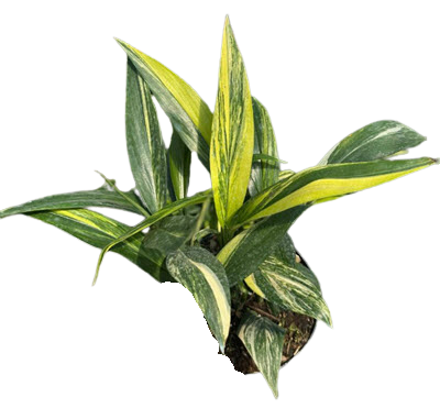 Amplissimum Variegated 